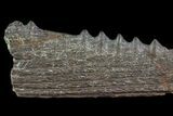 Cretaceous Swordfish (Protosphyraena) Pectoral Fin - Kansas #64318-5